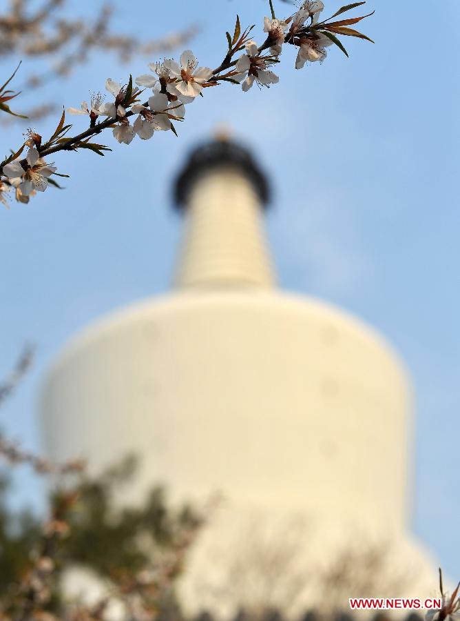 Peach flowers blossom near the White Dagoba at the Beihai Park in Beijing, capital of China, April 7, 2013. (Xinhua/Chen Yehua) 