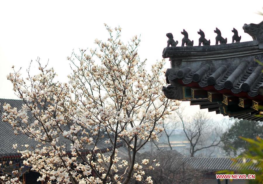 Magnolia flowers blossom near a pavilion at the Beihai Park in Beijing, capital of China, April 7, 2013. (Xinhua/Chen Yehua)