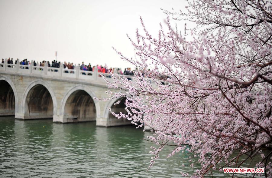 Peach flowers blossom near the Seventeen Arch Bridge in the Summer Palace in Beijing, capital of China, April 4, 2013. (Xinhua/Chen Yehua)