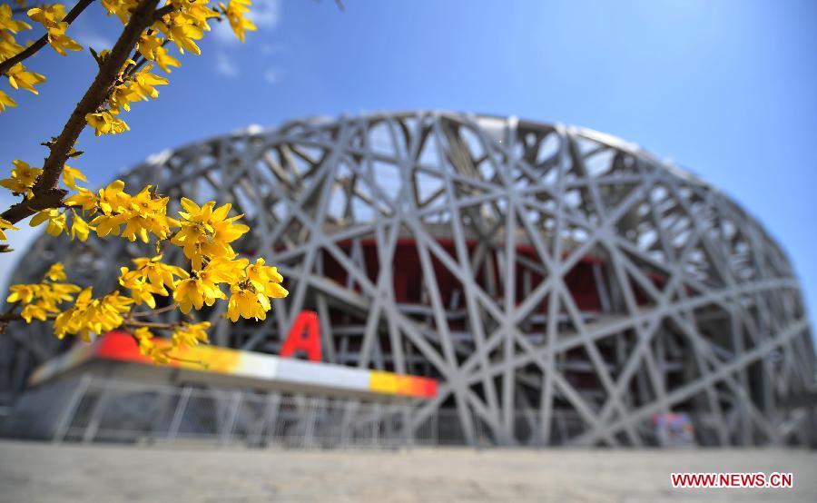 Winter jasmine flowers blossom near the National Stadium, or "Bird's Nest", in Beijing, capital of China, April 8, 2013. (Xinhua/Chen Yehua)