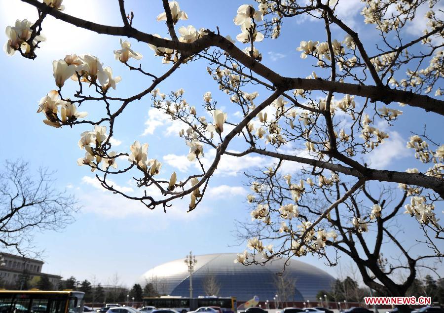 Magnolia flowers blossom near the National Center for the Performing Arts in Beijing, capital of China, April 8, 2013. (Xinhua/Chen Yehua)