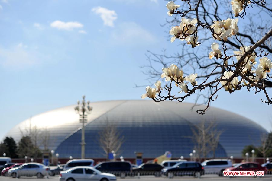 Magnolia flowers blossom near the National Center for the Performing Arts in Beijing, capital of China, April 8, 2013. (Xinhua/Chen Yehua)