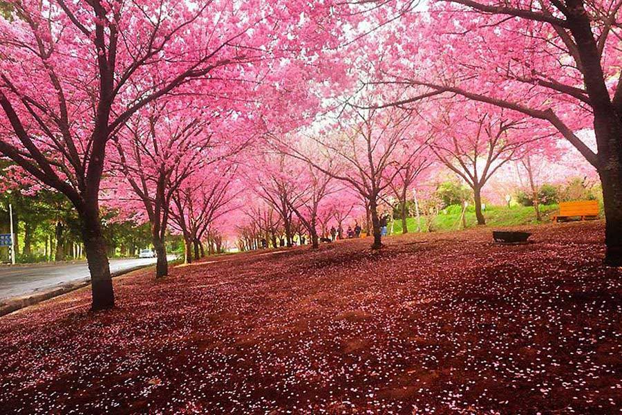  Beautiful cherry blossoms. (www.huanqiu.com)