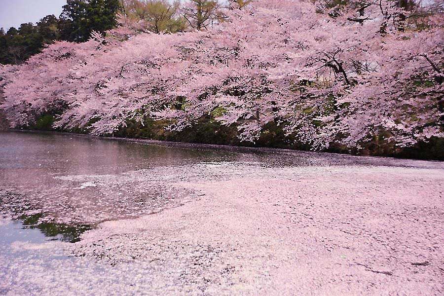  Beautiful cherry blossoms. (www.huanqiu.com)