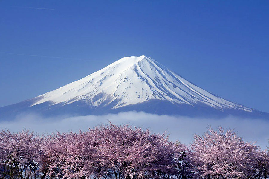  Beautiful cherry blossoms. (www.huanqiu.com)