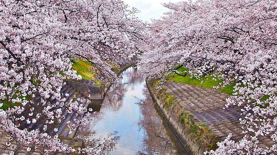  Beautiful cherry blossoms. (www.huanqiu.com)