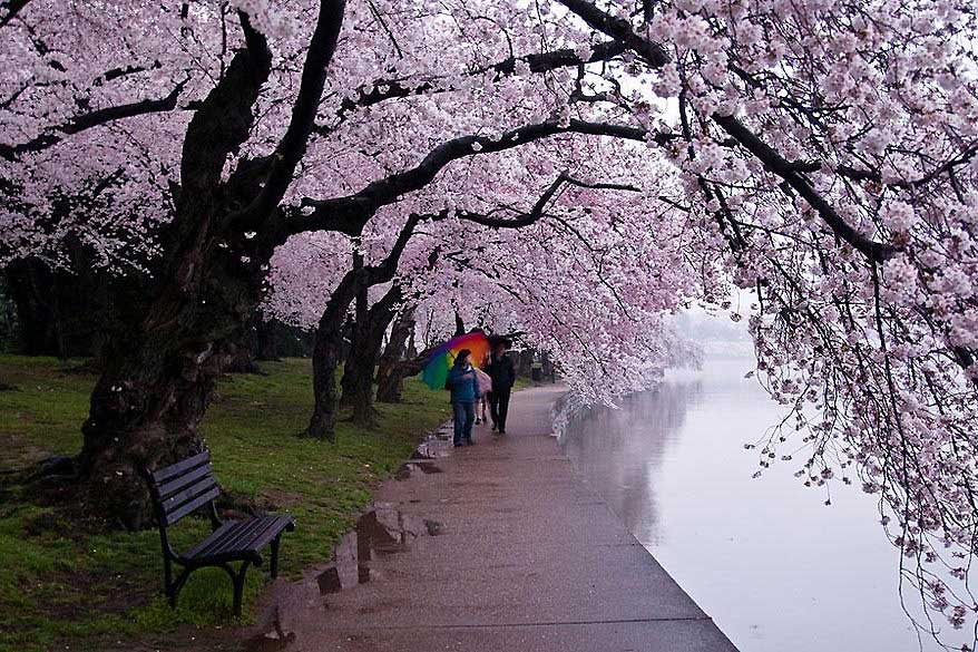  Beautiful cherry blossoms. (www.huanqiu.com)