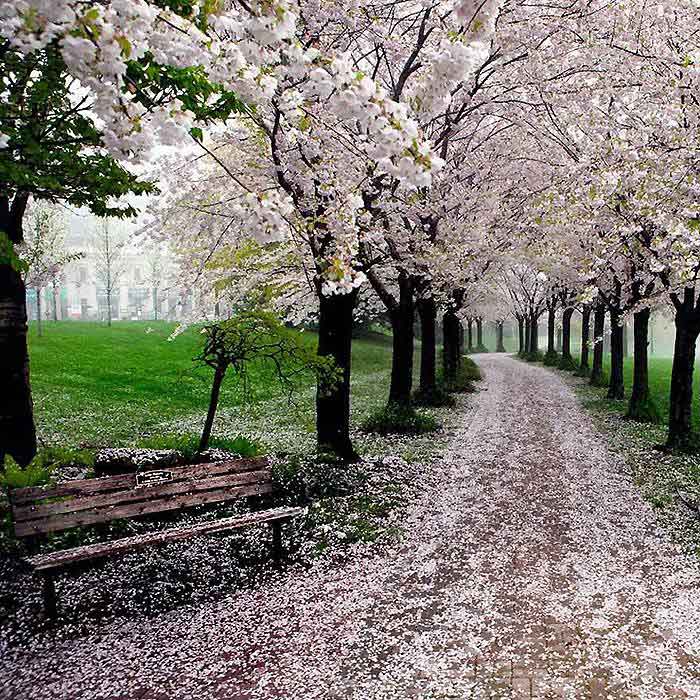  Beautiful cherry blossoms. (www.huanqiu.com)