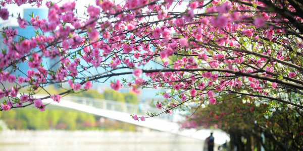 Spring is without doubt the best time to visit Yangzhou, as a well-known Chinese poem once said. The eastern city is full of life and vigor with different species of flowers opening to full blossom and their flamboyant colors reflected on the tranquil surface of the Slender West Lake. Photo taken on Tuesday, April 2, 2013. (Xinhua)