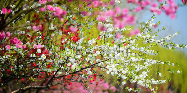 Spring is without doubt the best time to visit Yangzhou, as a well-known Chinese poem once said. The eastern city is full of life and vigor with different species of flowers opening to full blossom and their flamboyant colors reflected on the tranquil surface of the Slender West Lake. Photo taken on Tuesday, April 2, 2013. (Xinhua)