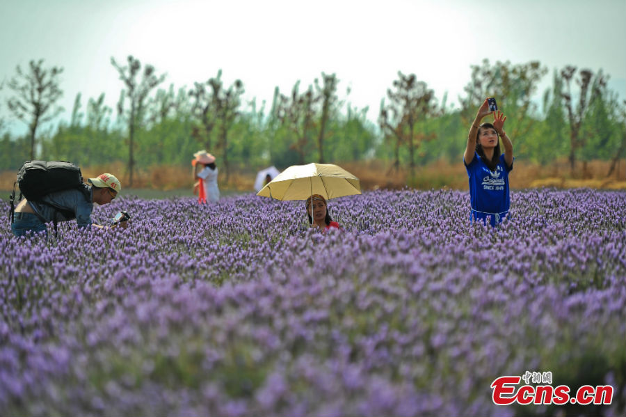 Visitors take photos in a lavender field nearby the Dian Lake in Yunnan Province, April 8, 2013. (CNS/Ren Dong)