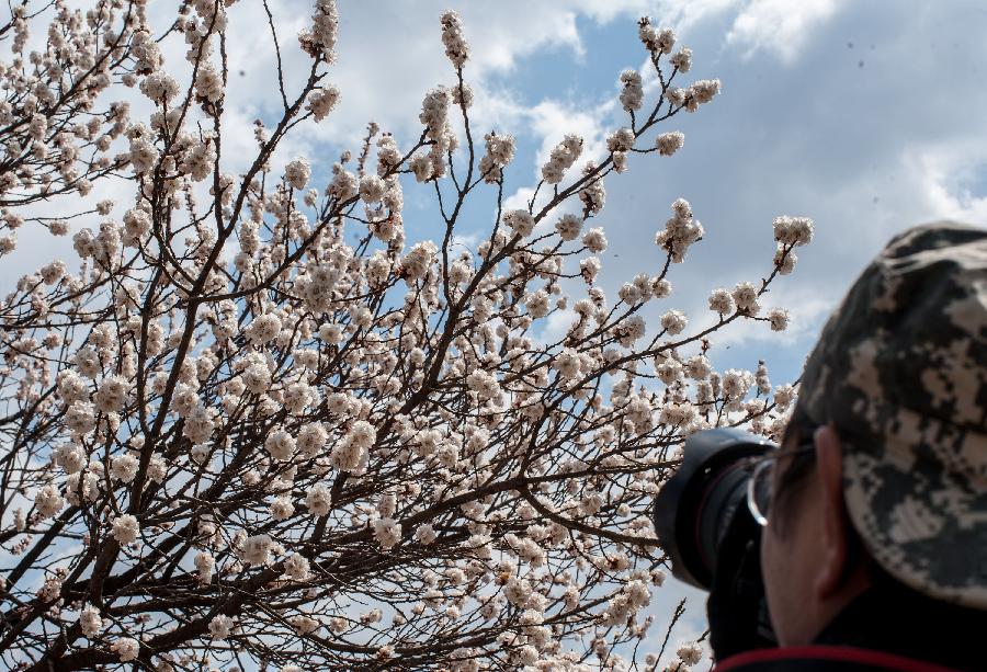 A visitor takes pictures of apricot flowers at the Beijing Fenghuangling Nature Park in Beijing, capital of China, April 10, 2013. The 2013 Fenghuangling Apricot Flower Festival kicked off on Wednesday, with the expected best time for viewing falling between April 13 and April 23. (Xinhua/Zhang Yu) 