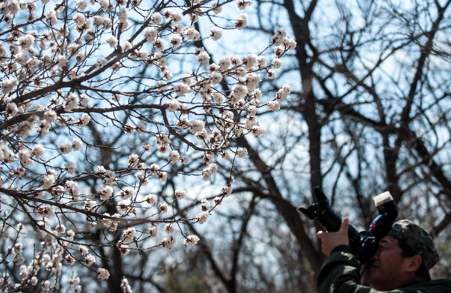 A visitor takes pictures of apricot flowers at the Beijing Fenghuangling Nature Park in Beijing, capital of China, April 10, 2013. The 2013 Fenghuangling Apricot Flower Festival kicked off on Wednesday, with the expected best time for viewing falling between April 13 and April 23. (Xinhua/Zhang Yu)