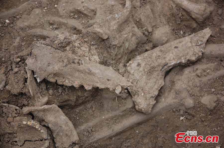 Bones of pigs are unearthed in an ancient tomb that dates back to the Longshan Period, the late period of the Neolithic Age (2900 BC to 2100 BC), in Yantai, Shandong Province, April 9, 2013. Farming techniques in agriculture and the raising of livestock have greatly improved in the Longshan Culture. (CNS/Jia Wei)