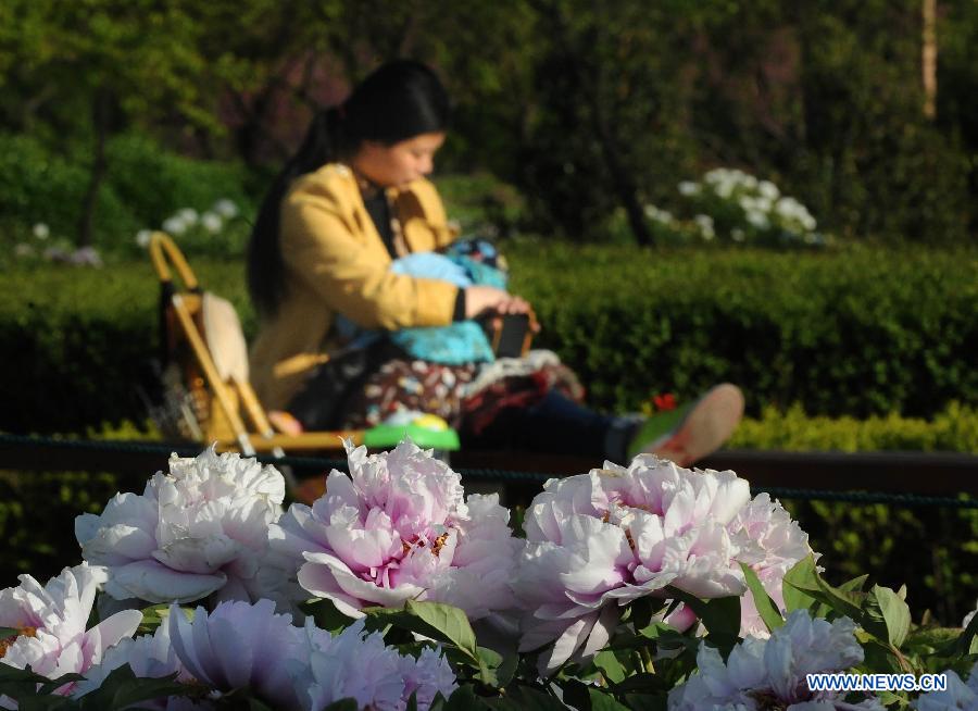 Visitors view peony flowers at a park in Luoyang City, central China's Henan Province, April 10, 2013. (Xinhua/Wang Song)