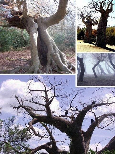 Horrible trees around world  (4)