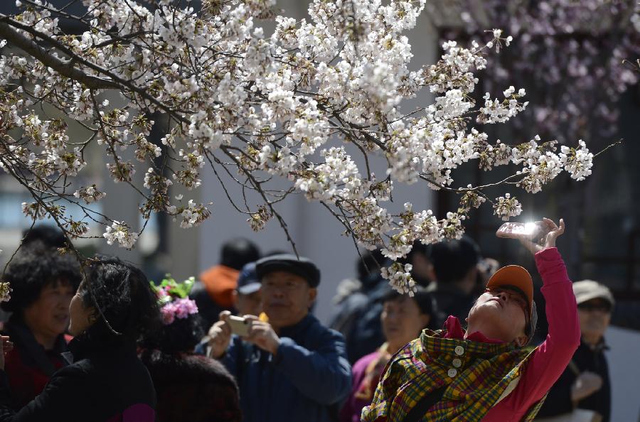 Visitors view cherry blossoms at Yuyuantan Park in Beijing, capital of China, April 11, 2013. (Xinhua/Li Jundong)