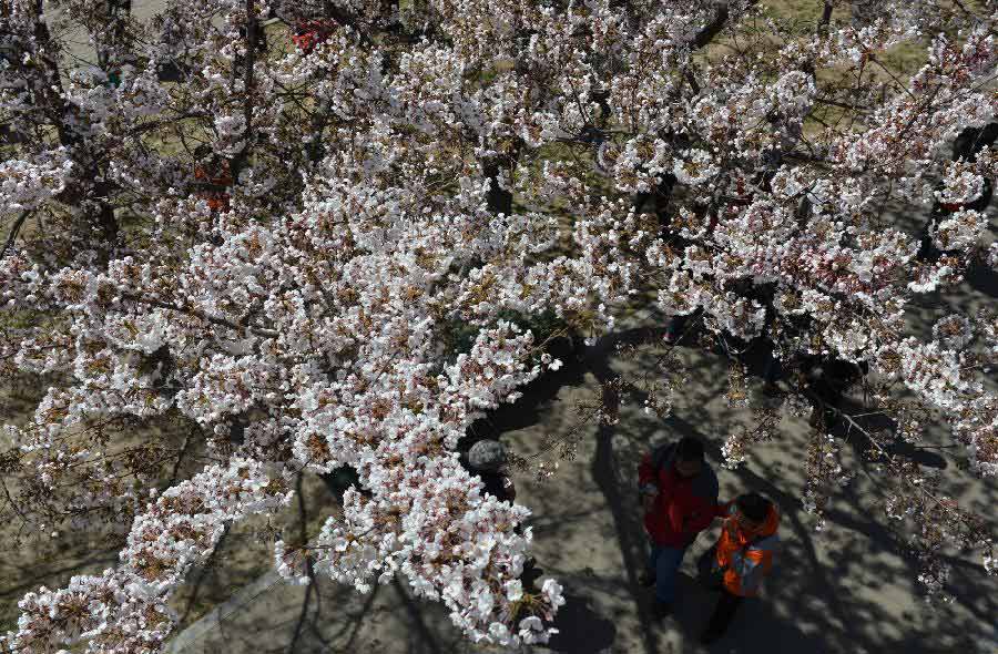 Visitors view cherry blossoms at Yuyuantan Park in Beijing, capital of China, April 11, 2013. (Xinhua/Li Jundong)