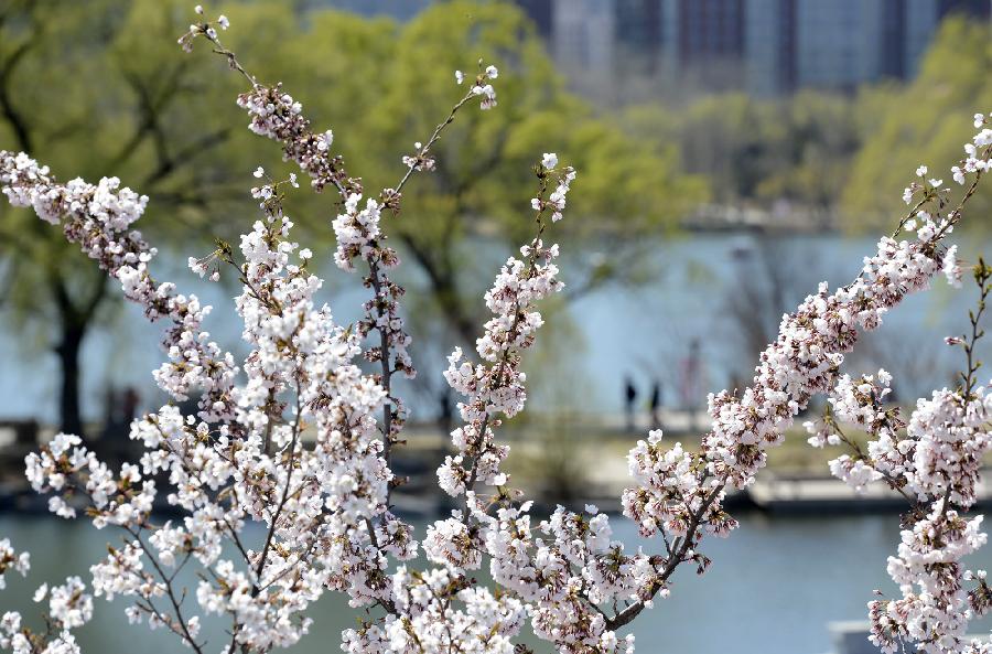 Cherry flowers blossom at Yuyuantan Park in Beijing, capital of China, April 11, 2013. (Xinhua/Li Jundong) 