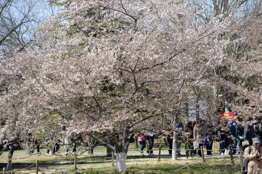 Visitors view cherry blossoms at Yuyuantan Park in Beijing, capital of China, April 11, 2013. (Xinhua/Li Jundong)