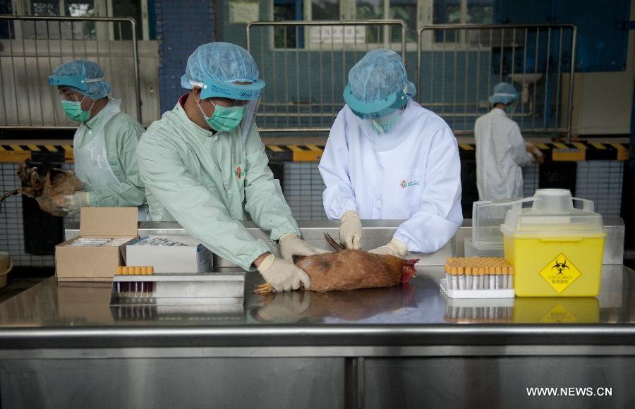 Staff members of the Food and Environmental Hygiene Department make flu tests on chosen chickens in Hong Kong, south China, April 11, 2013. The Hong Kong Food and Environmental Hygiene Department are carrying out avian influenza tests on imported chicken to ensure they are virus-free Thursday. (Xinhua/Lui Siu Wai)