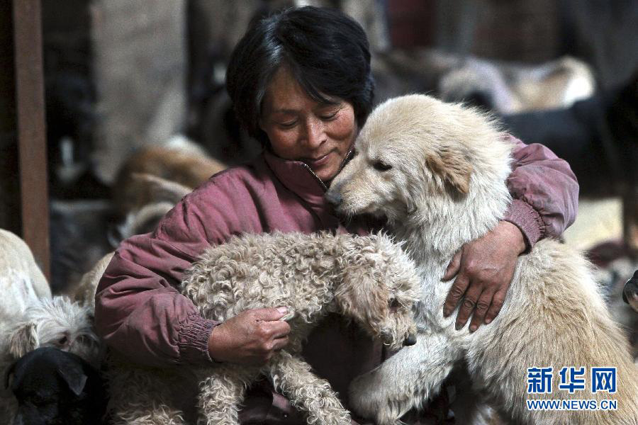 Yang Xiaoyun and the stray dogs.
