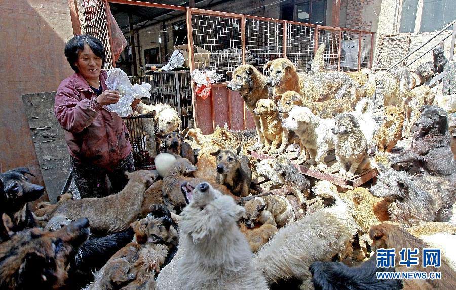 Yang Xiaoyun feeds stray dogs and cats.