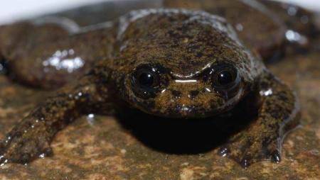 World's ugliest frogs  (6)
