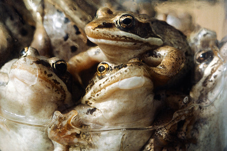 World's ugliest frogs  (8)