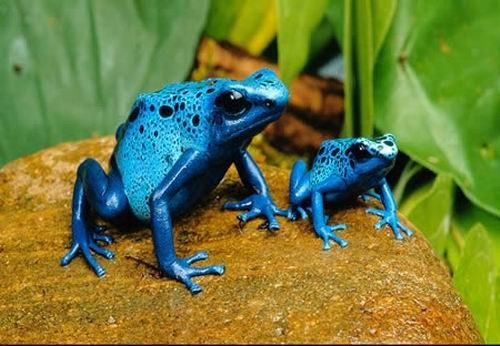 World's ugliest frogs  (3)