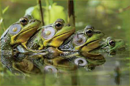 World's ugliest frogs  (7)