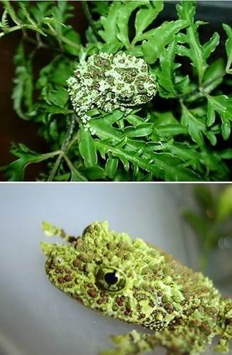 World's ugliest frogs 