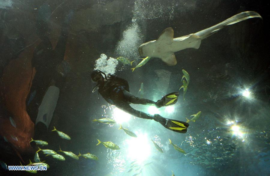 A diver plays with fish during a diving event at the Hong Kong Ocean Park in Hong Kong, south China, April 11, 2013. The event, starting Thursday, enables visitor to get into close touch with the fish in the park's tanks. (Xinhua/Wang Yuqing)