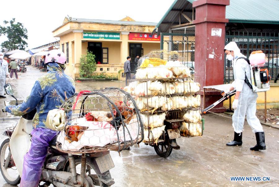 A veterinary worker sanitizes poultry in Hanoi, capital of Vietnam, April 11, 2013. A 4-year-old boy died of avian influenza strain H5N1 in Vietnam's southern Dong Thap province on Tuesday, in a first case of death by the virus in over a year in Vietnam, local media reported on Wednesday. (Xinhua/VNA) 