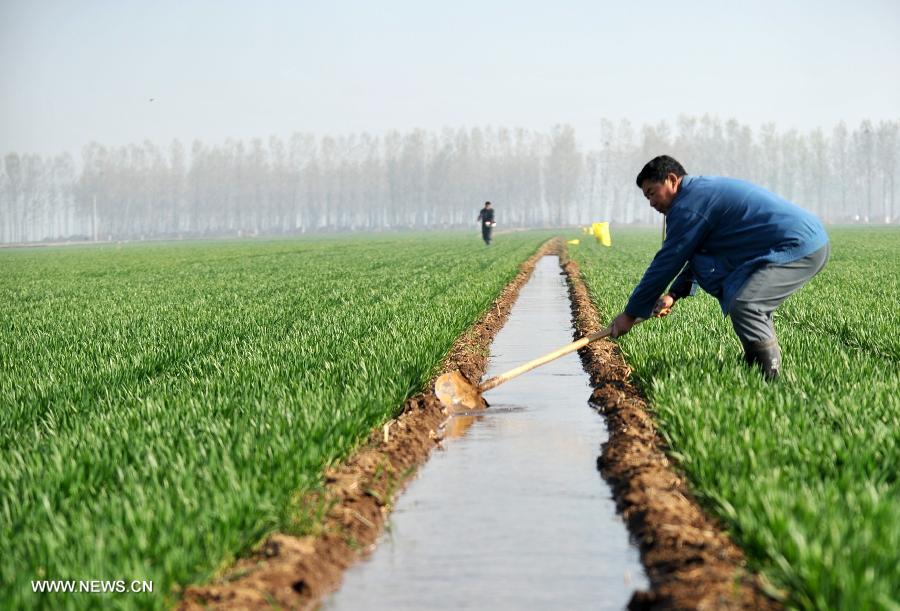 A villagers maintains an irrigation trench at Anzhuang Village of Wangdu County in Baoding City, north China's Hebei Province, April 12, 2013. Many parts in Hebei have been adopting vigorous measures to combat drought which has been developing rapidly since March this year. (Xinhua/Zhu Xudong)
