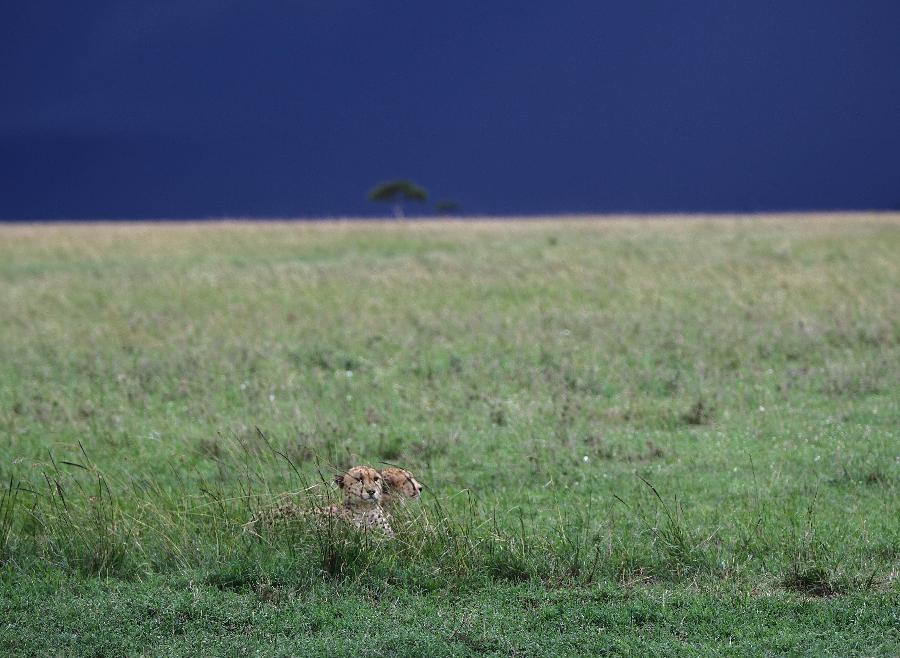 Two cheetahs rest at the Maasai Mara National Reserve, southwest Kenya, on April 10, 2013. (Xinhua/Li Jing)