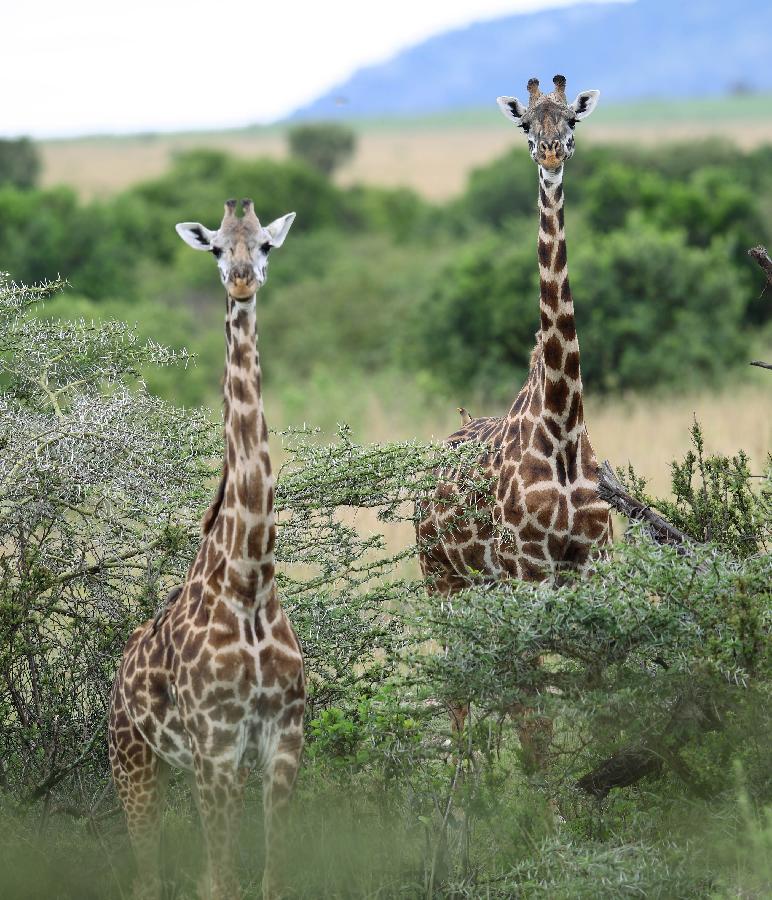 Two giraffes look out at photographer at the Maasai Mara National Reserve, southwest Kenya, on April 11, 2013. (Xinhua/Li Jing)