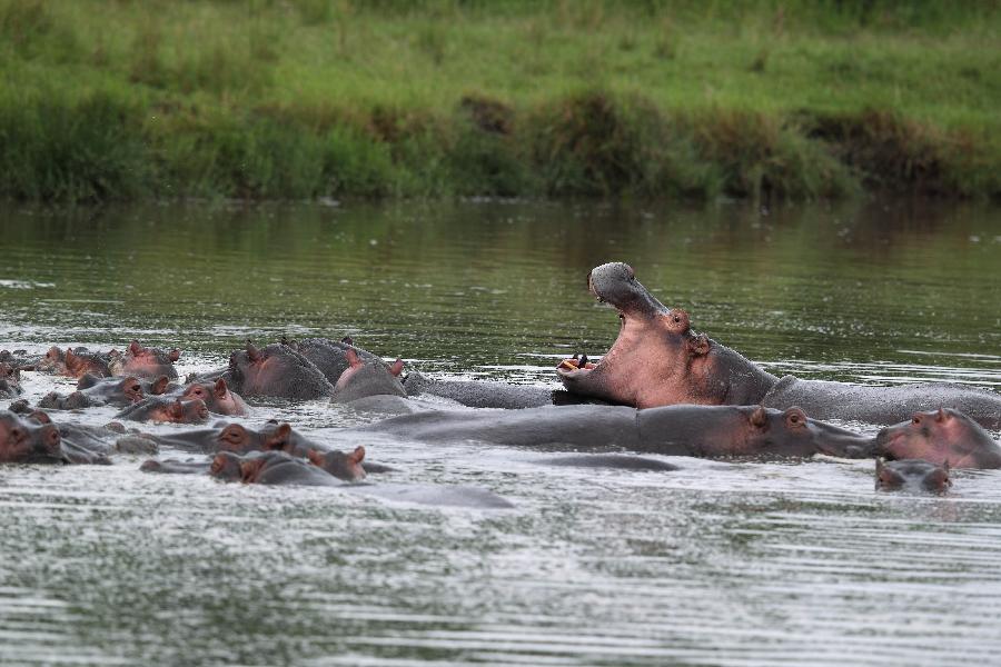 A group of hippos rest in a river at the Maasai Mara National Reserve, southwest Kenya, on April 11, 2013. (Xinhua/Li Jing)