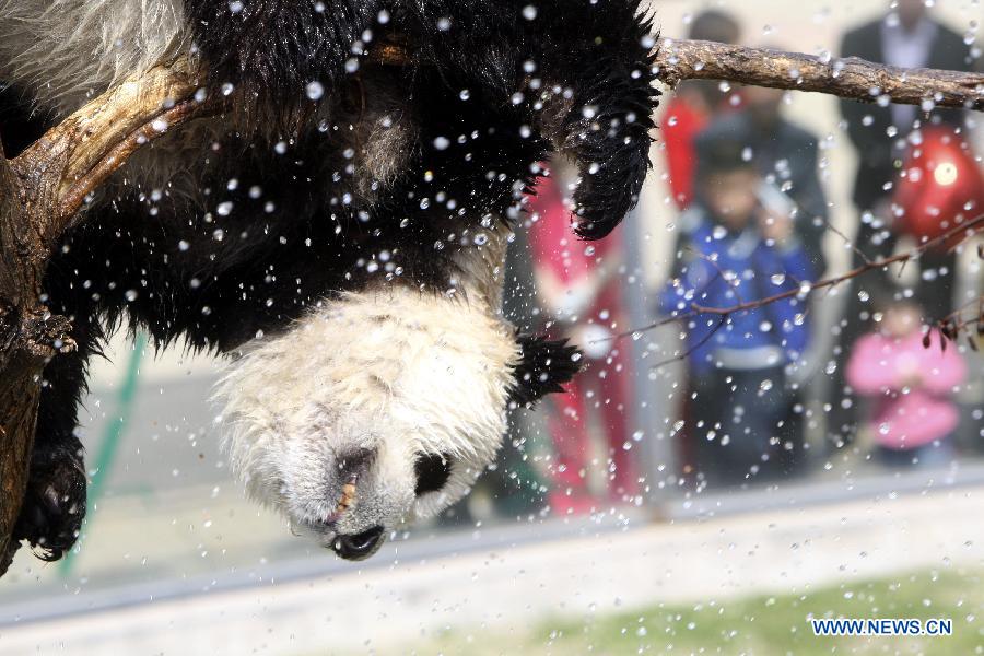 Photo taken on April 13, 2013 shows the panda named "Hua Ao" at Yantai Zoo in Yantai City, east China's Shandong Province. The zoo splashed water for the two pandas"Qing Feng" and "Hua Ao" to keep them cool as the highest temperature in Yantai City reached 29 Celsius degree Saturday. (Xinhua/Shen Jizhong) 