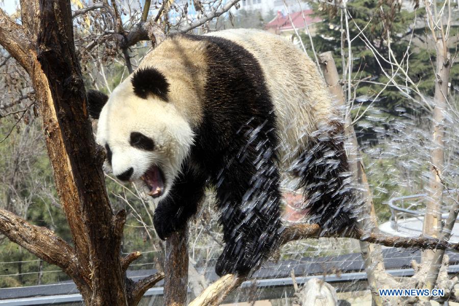 Photo taken on April 13, 2013 shows the panda named "Hua Ao" at Yantai Zoo in Yantai City, east China's Shandong Province. The zoo splashed water for the two pandas"Qing Feng" and "Hua Ao" to keep them cool as the highest temperature in Yantai City reached 29 Celsius degree Saturday. (Xinhua/Shen Jizhong)
