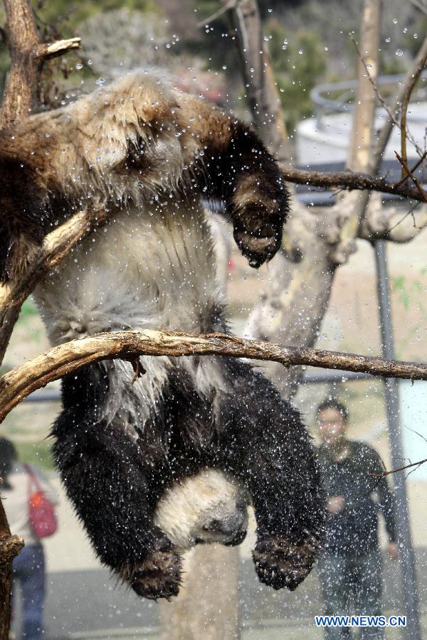 Photo taken on April 13, 2013 shows the panda named "Hua Ao" at Yantai Zoo in Yantai City, east China's Shandong Province. The zoo splashed water for the two pandas"Qing Feng" and "Hua Ao" to keep them cool as the highest temperature in Yantai City reached 29 Celsius degree Saturday. (Xinhua/Shen Jizhong) 