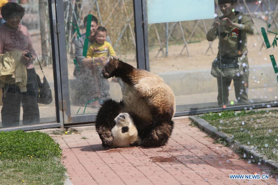Photo taken on April 13, 2013 shows the panda named "Hua Ao" at Yantai Zoo in Yantai City, east China's Shandong Province. The zoo splashed water for the two pandas"Qing Feng" and "Hua Ao" to keep them cool as the highest temperature in Yantai City reached 29 Celsius degree Saturday. (Xinhua/Shen Jizhong) 