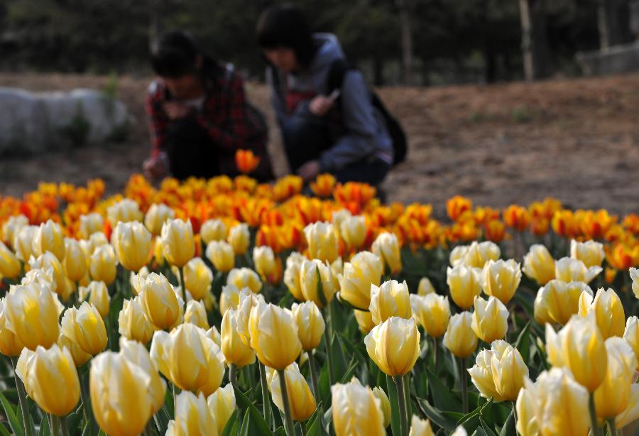 Tourists watch tulips at the Botanic Garden of Shijiazhuang, capital of north China's Hebei Province, April 14, 2013. (Xinhua/Zhu Xudong)