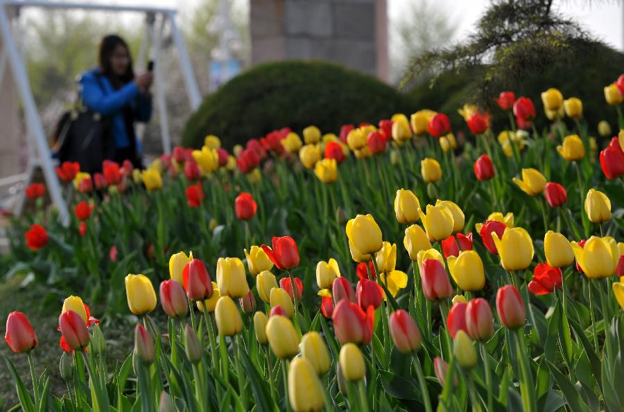 A woman takes photos of tulips at the Botanic Garden of Shijiazhuang, capital of north China's Hebei Province, April 14, 2013. (Xinhua/Zhu Xudong)