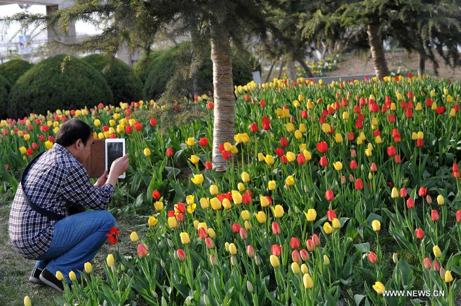 A man takes pictures of tulips at the Botanic Garden of Shijiazhuang, capital of north China's Hebei Province, April 14, 2013. (Xinhua/Zhu Xudong)