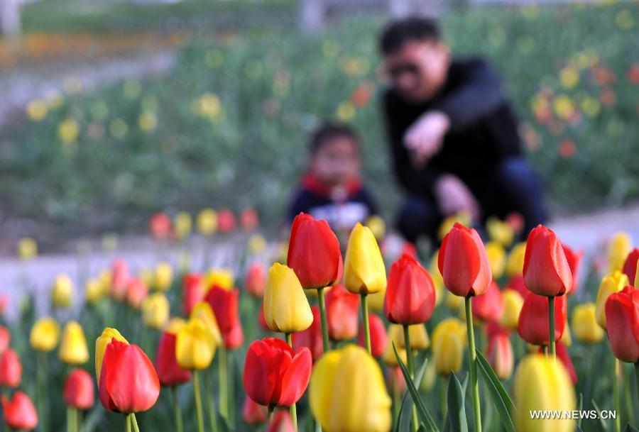 Visitors watch tulip blossoms at the Botanic Garden of Shijiazhuang, capital of north China's Hebei Province, April 14, 2013. (Xinhua/Zhu Xudong)