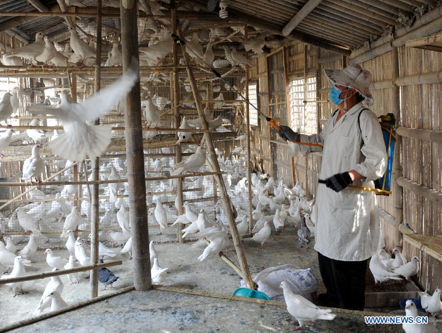 A worker spreads disinfector onto pigeon houses at Zijingshan Park in Zhengzhou, capital of central China's Henan Province, April 15, 2013. About 3,000 pigeons at Zijingshan Park and Lvcheng Square which used to be bred outside have been confined with cages recently due to the H7N9 bird flu. Measure like daily sterilization of the pigeon houses and drug feeding are also taken. (Xinhua/Li Bo)