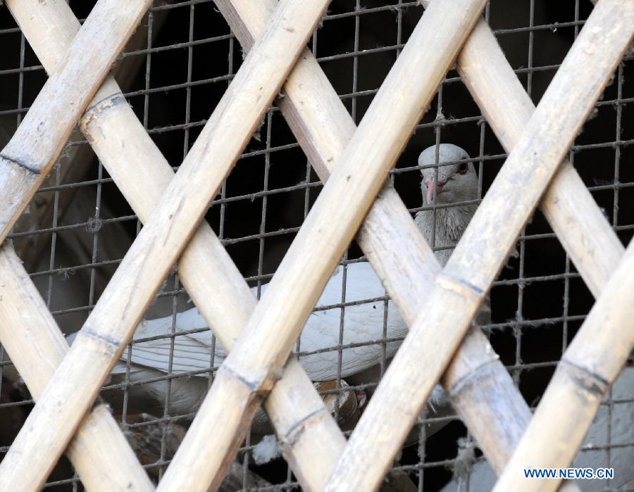 A pigeon confined in a cage looks outside at Zijingshan Park in Zhengzhou, capital of central China's Henan Province, April 15, 2013. About 3,000 pigeons at Zijingshan Park and Lvcheng Square which used to be bred outside have been confined with cages recently due to the H7N9 bird flu. Measure like daily sterilization of the pigeon houses and drug feeding are also taken. (Xinhua/Li Bo)