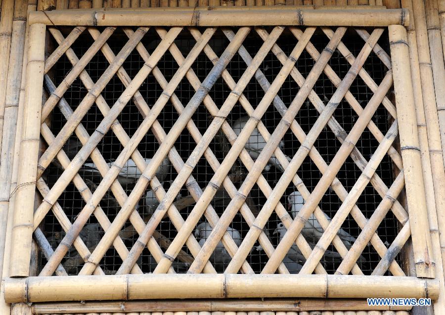 Pigeons are confined in cages at Zijingshan Park in Zhengzhou, capital of central China's Henan Province, April 15, 2013. About 3,000 pigeons at Zijingshan Park and Lvcheng Square which used to be bred outside have been confined with cages recently due to the H7N9 bird flu. Measure like daily sterilization of the pigeon houses and drug feeding are also taken. (Xinhua/Li Bo) 