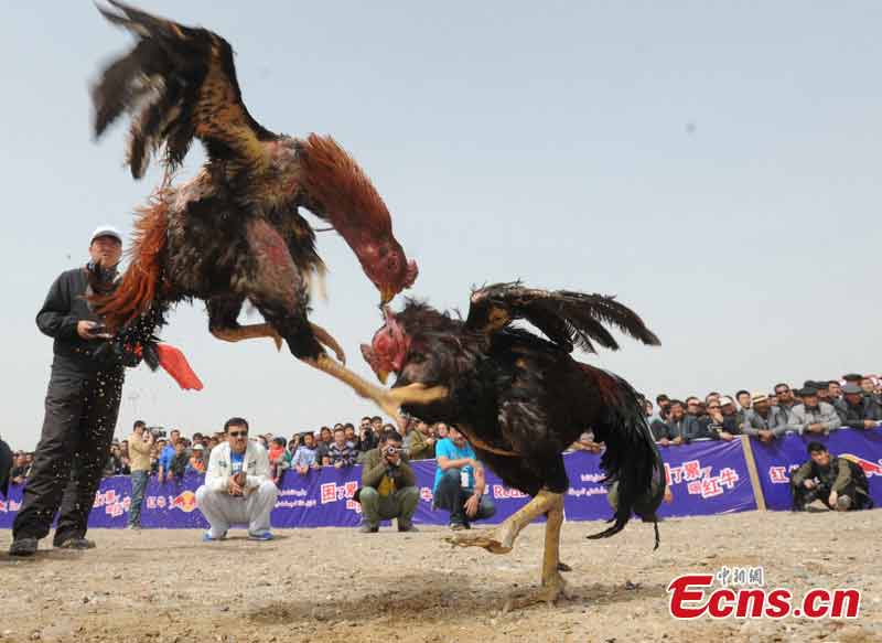 Two cocks fight each other during a horse racing held in Korla, Northwest China's Xinjiang Uyghur Autonomous Region, April 14, 2013. Over 300 contestants from more than 20 teams participated in the racing. (CNS)